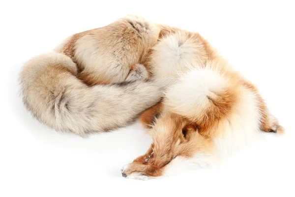 Fox inverno pele peluda # 1. Taxidermia isolada — Fotografia de Stock
