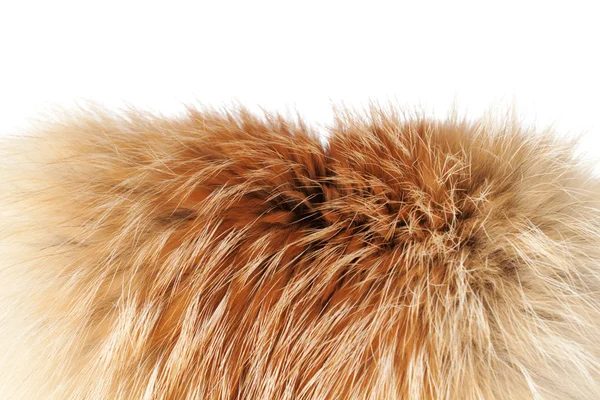 Fox piel de invierno primer plano # 2 jalá aislado —  Fotos de Stock