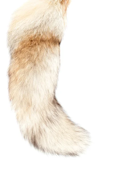 Kuyruk Fox #5 — Stok fotoğraf