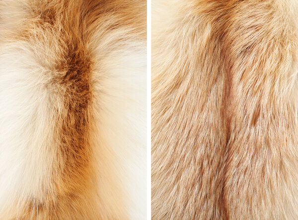 Fox winter fur close-up #3. Neck and back | Textures