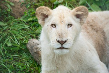 White lion cub clipart