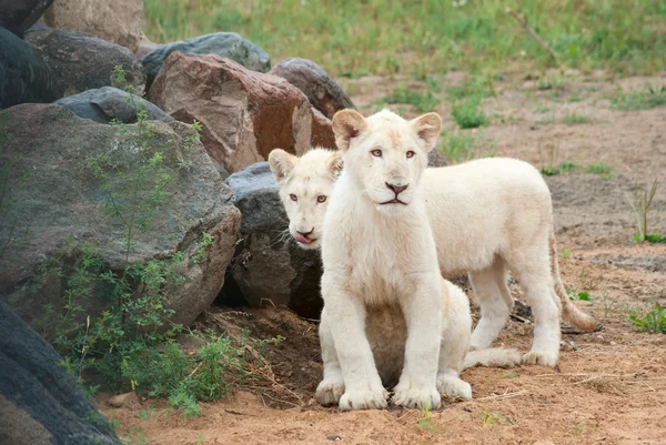 Witte leeuwenwelpen (P. Leo) — Stockfoto