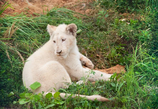 Witte leeuw cub spelen — Stockfoto