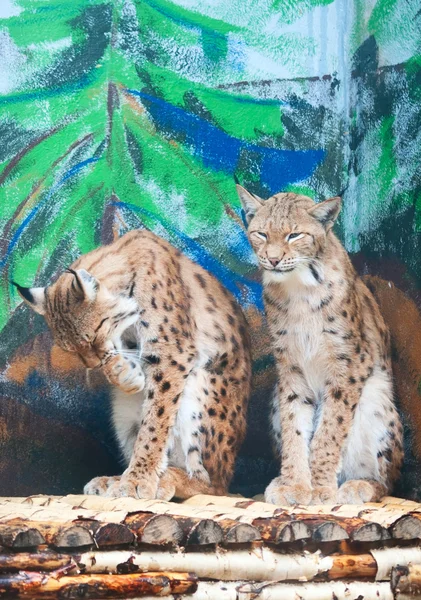 Two lynxes groom themselves — Stock Photo, Image