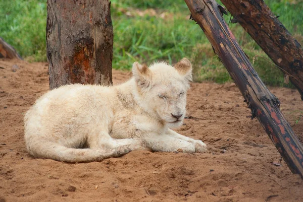 Спящий белый львёнок — стоковое фото