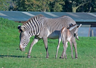 Grevy's zebra with foal clipart