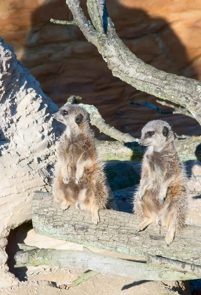 Meerkats sentar no log — Fotografia de Stock