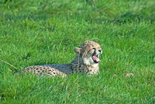 Cheetah cucciolo sbadiglia — Foto Stock