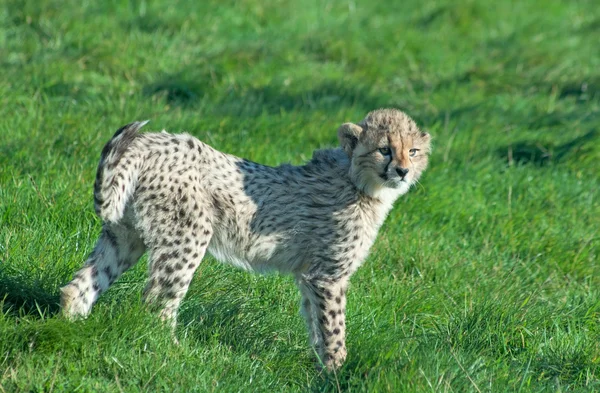 Cheetah cub — Stok Foto