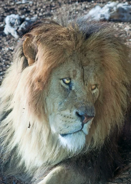 Retrato de león viejo — Foto de Stock