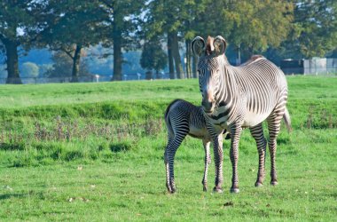 Grevy'nın zebra tayı ile