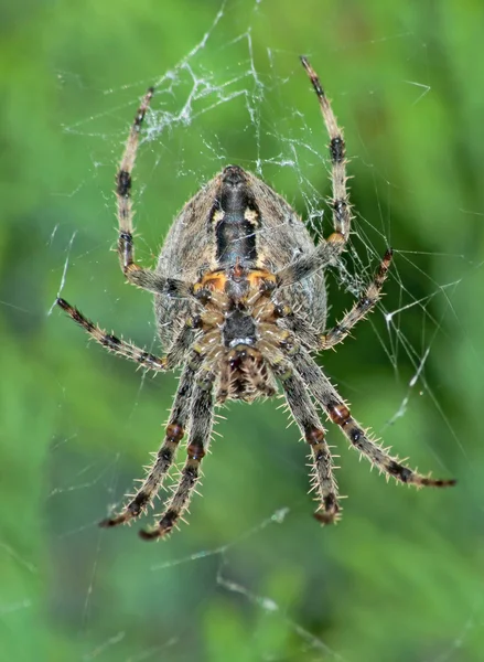 European garden spider — Stock Photo, Image