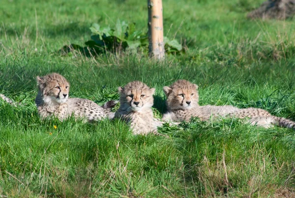 Gepard mláďata — Stock fotografie