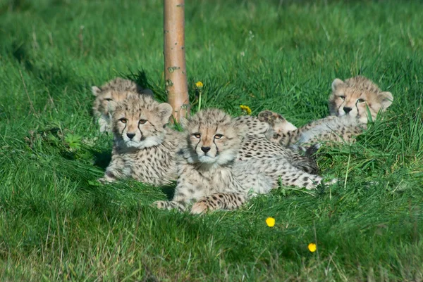 Gepard mláďata — Stock fotografie