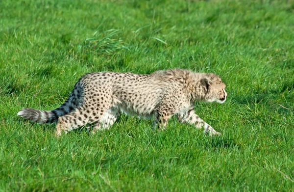 Cheetah cub prowls — Stockfoto