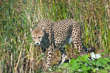 A cheetah (A. Jubatus) prowls in the reeds clipart