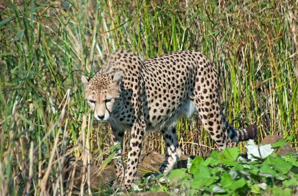 Cheetah Jubatus Prowls Reeds — Stock Photo, Image