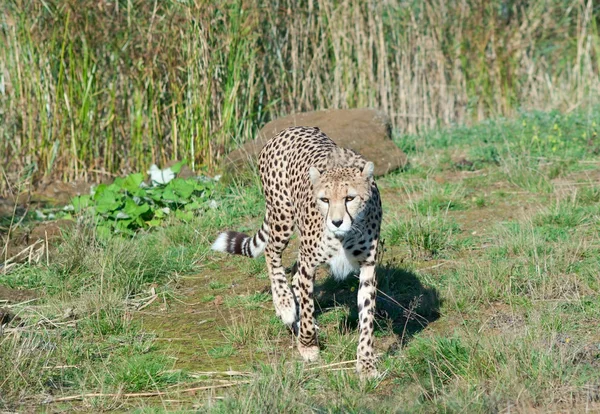 Vandrande cheetah — Stockfoto