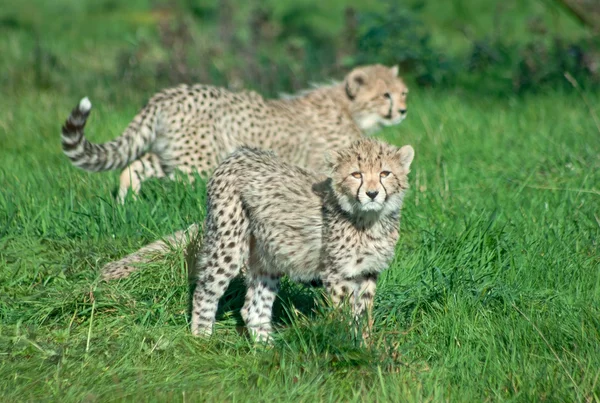 Gepard mláďata na trávě — Stock fotografie