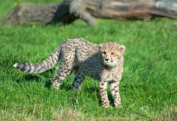 Cheetah cub on the grass — Stok fotoğraf