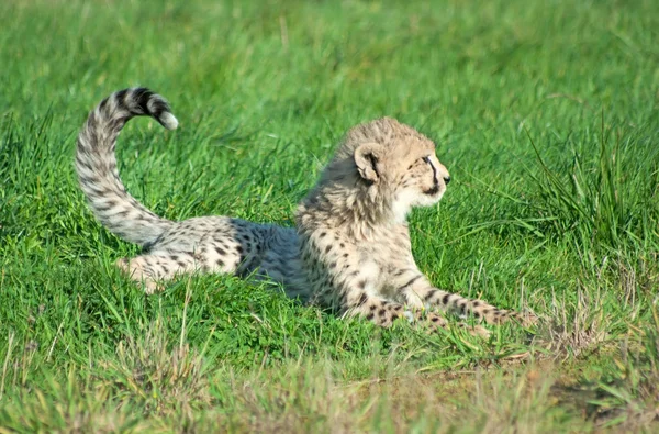 Cheetah cub terletak di rumput — Stok Foto