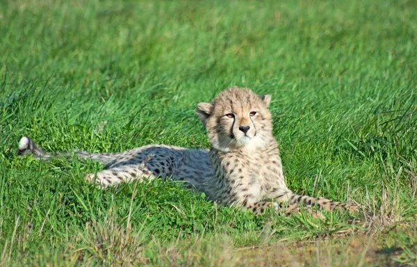 Cheetah cub terletak di rumput — Stok Foto
