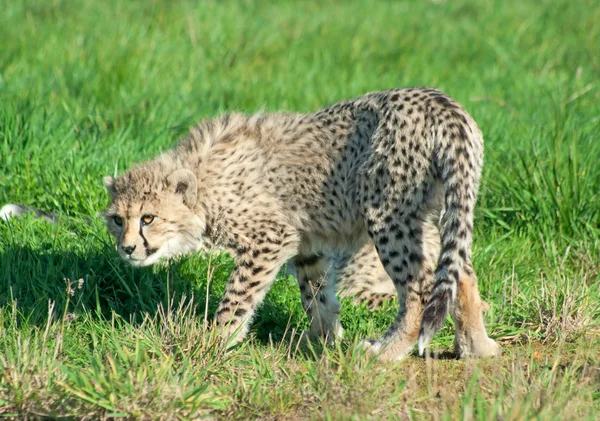 Cheetah Jubatus Cucciolo Trova Spaventato — Foto Stock