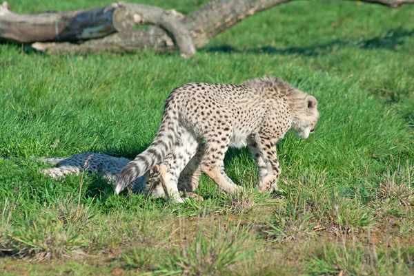 Cheetah Jubatus Cub Går Därifrån — Stockfoto