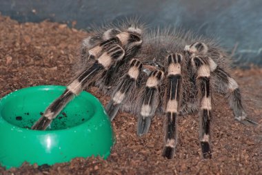 A pet tarantula (Acanthoscurria sp.) sits near its bowl clipart