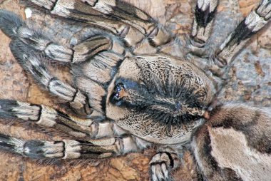 Closeup of Poecilotheria sp. tarantula clipart