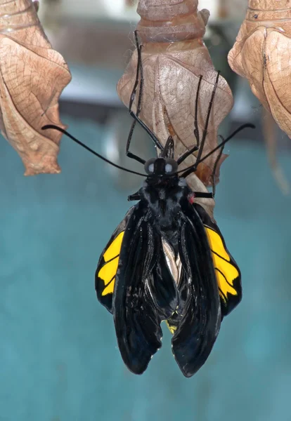 Neidentifikovaný Tropických Motýlů Ponechává Svůj Kokon — Stock fotografie