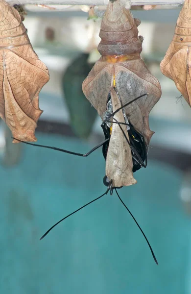 Een Niet Geïdentificeerde Tropische Vlinder Verlaat Haar Cocoon — Stockfoto