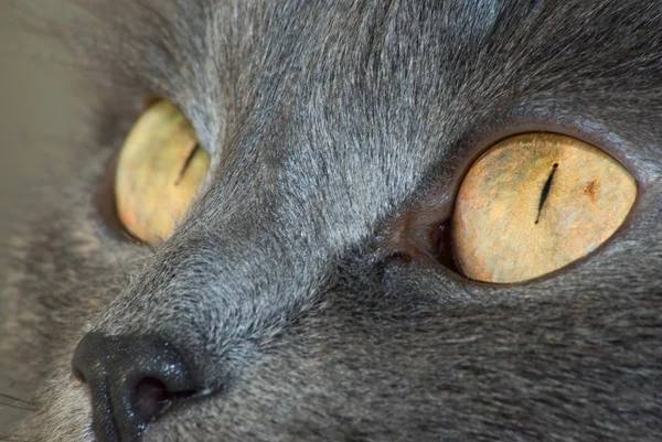 Feline eyes — Stock Photo, Image