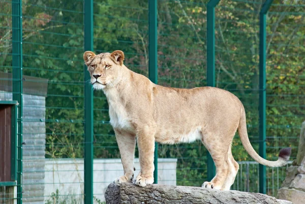 Eine Löwin Leo Steht Auf Dem Felsen — Stockfoto