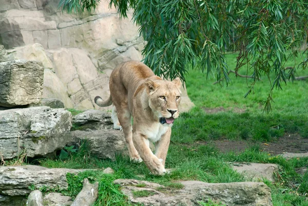 Dişi aslan (s. Leo) yürür — Stok fotoğraf