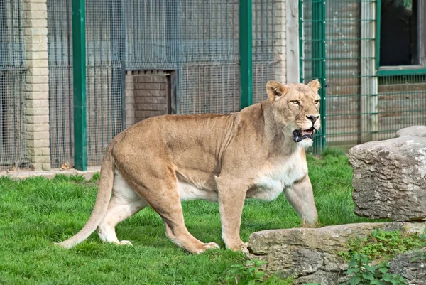 在围栏里咆哮着一头母狮 Leo — 图库照片