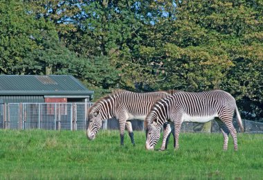 İki Grevy'nın zebralar (Equus Grevyi) otlatmak