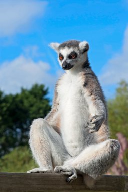 Ring-Tailed lemur (Lemur Catta) güneşin altında basks