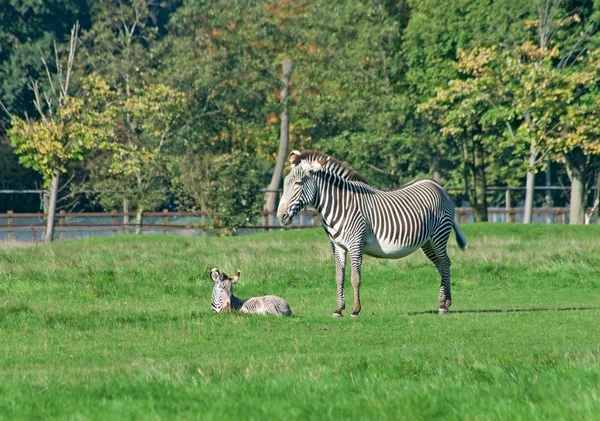 Zebra Grevy Ego Equus Grevyi Źrebię — Zdjęcie stockowe