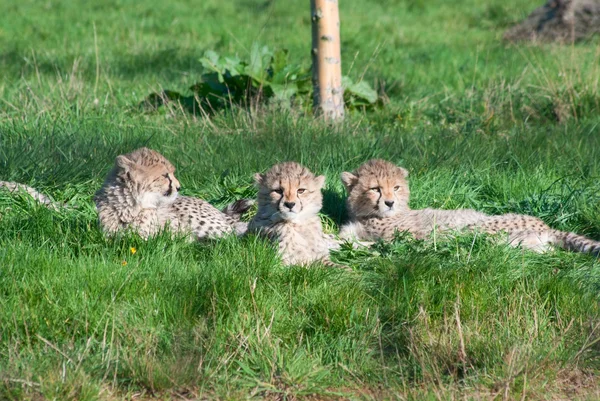Three Cheetah Jubatus Cubs Rest Grass — Stock Photo, Image