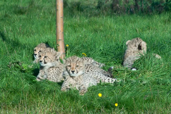 Four Cheetah Jubatus Cubs Rest Grass — Stock Photo, Image