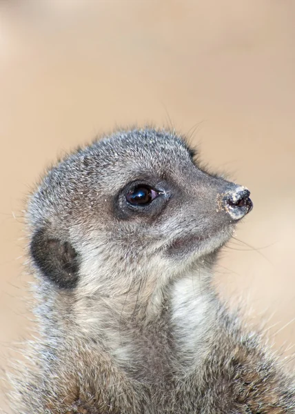 Sebuah Meerkat — Stok Foto