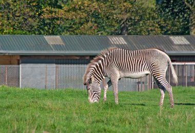 Zebra Grevy'nın grazes