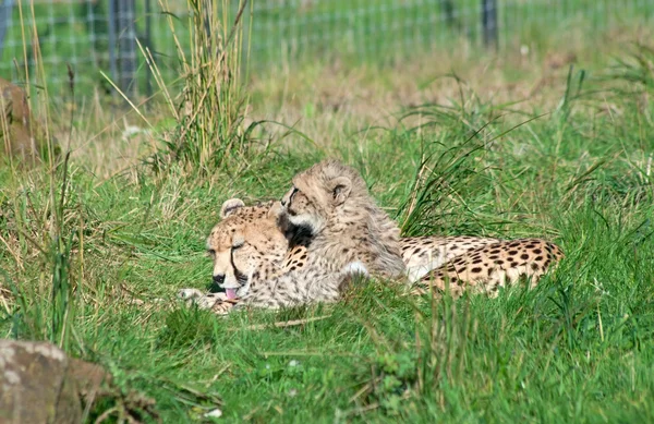 Mother Cheetah Acinonyx Jubatus Grooms Her Baby — Stock Photo, Image