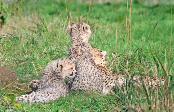 Mamma Cheetah Jubatus Och Hennes Ungar Vila Det Gröna Gräset — Stockfoto