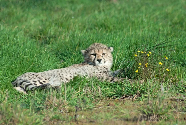 Een Cheetah Jubatus Cub Ligt Naast Gele Bloem Patch — Stockfoto