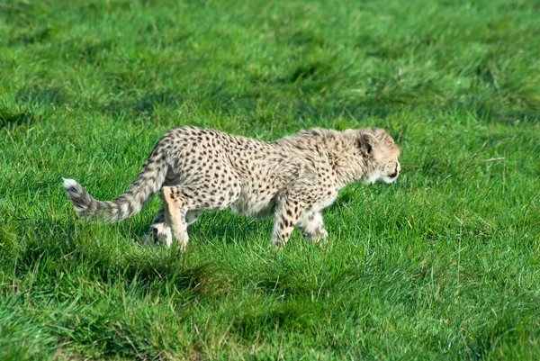 Gepard Jubatus Mládě Slídí Zelené Trávě — Stock fotografie