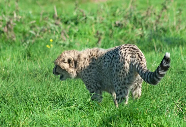 Skrämda Cheetah Jubatus Cub — Stockfoto