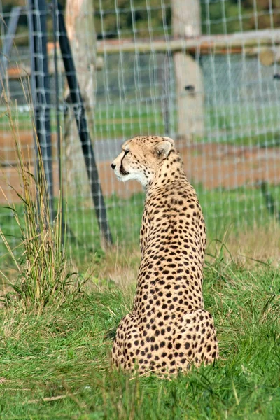Cheetah Jubatus Siede Recinto — Foto Stock