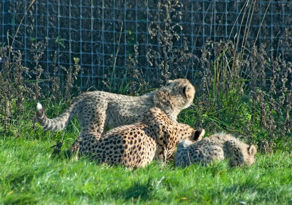 Cheetah ailesi yiyor — Stok fotoğraf